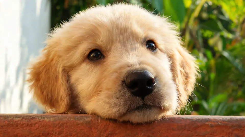 Primer plano de un cachorro golden con la barbilla sobre un escalón de terracota y luz cálida