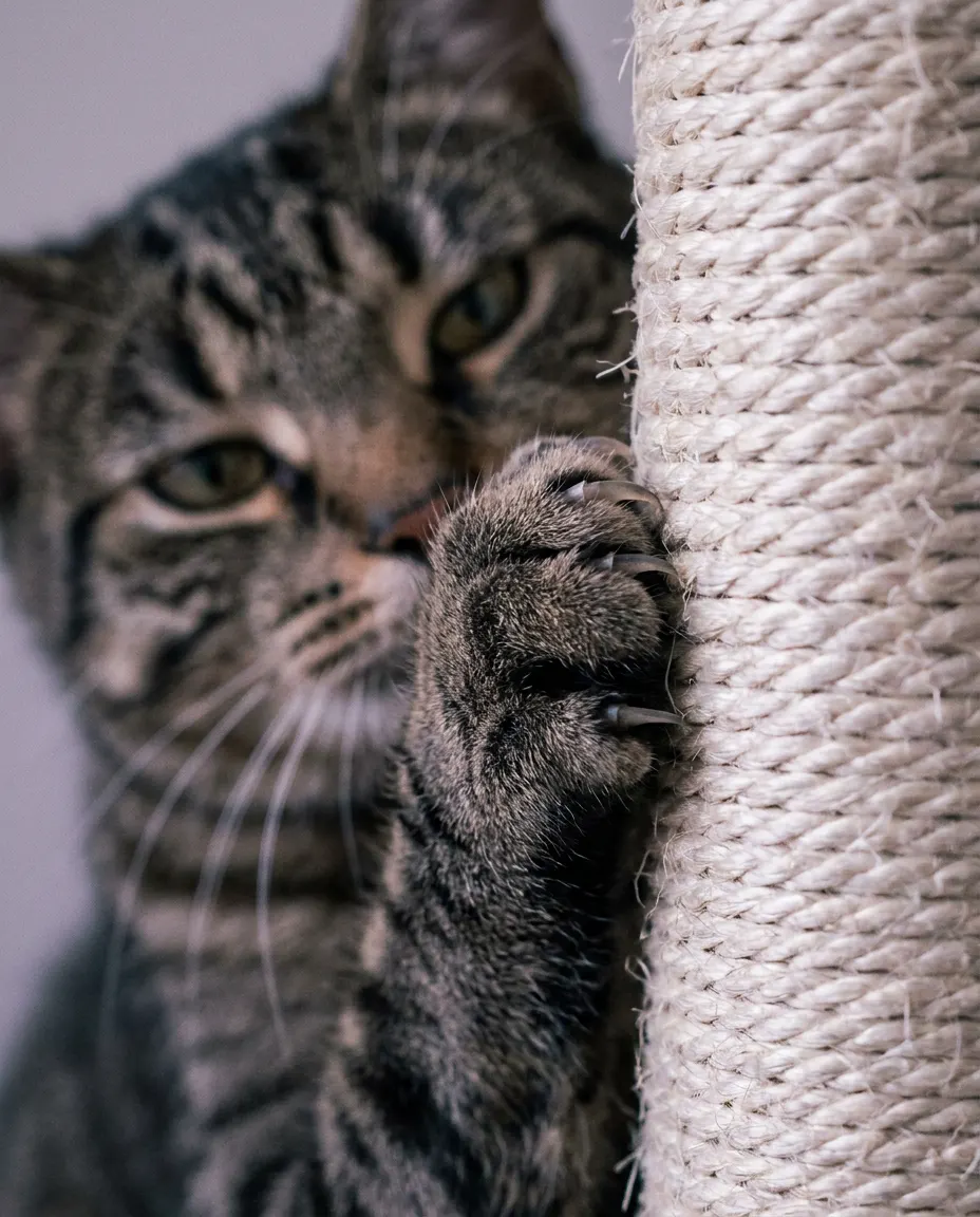 Gato atigrado junto a un rascador